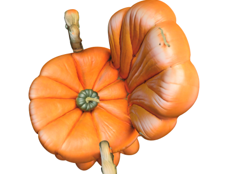 Pumpkin Throne Chair 3D Model