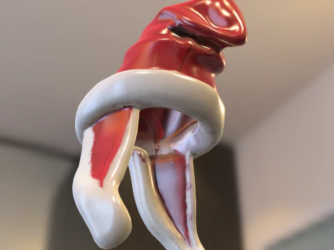 Beannie christmas 3D Model