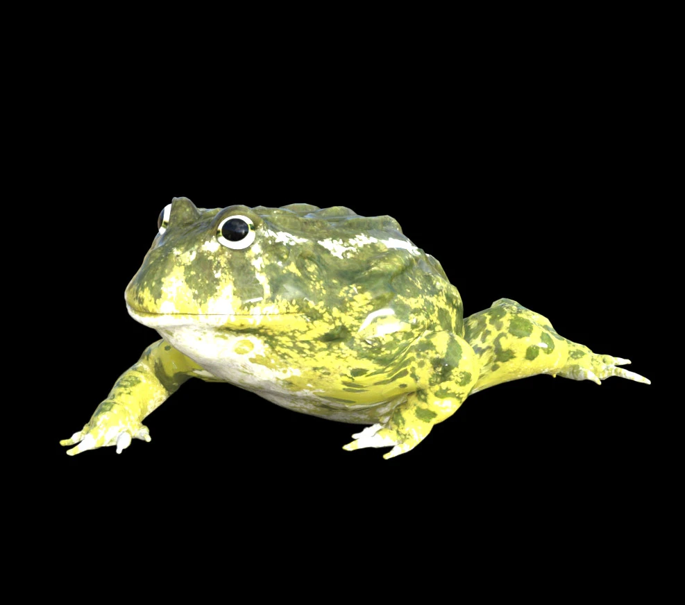 Frog nature amphibian 3D Model .c4d .max .obj .3ds .fbx .stl .blend 