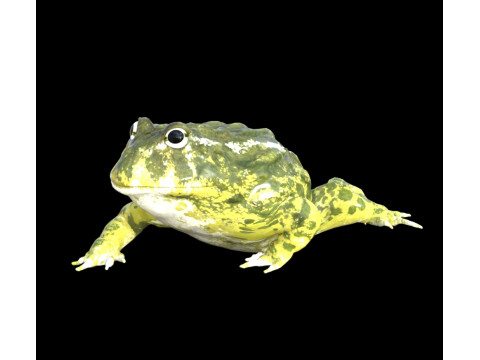 Жаба природа амфібія 3D Модель