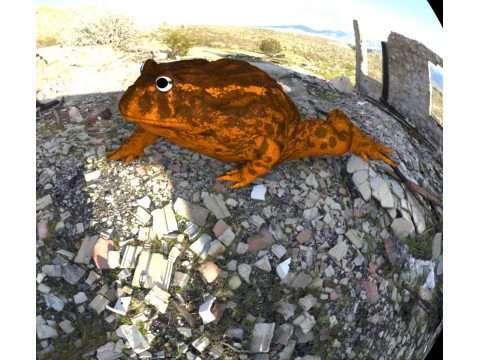 Frog nature amphibian 3D Model