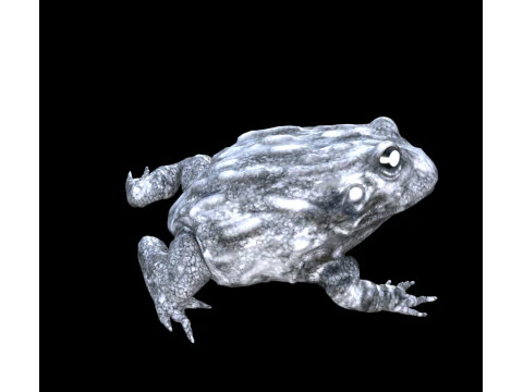 Frog nature amphibian 3D Model