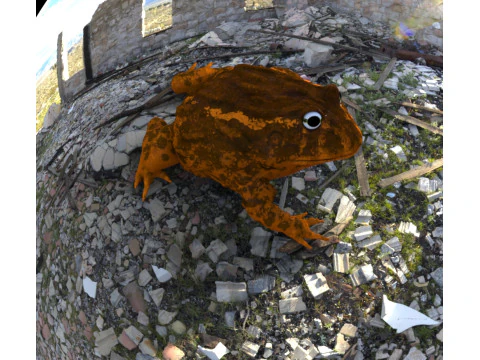 Frog nature amphibian 3D Model