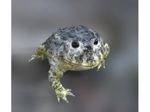 Frog nature amphibian 3D Model