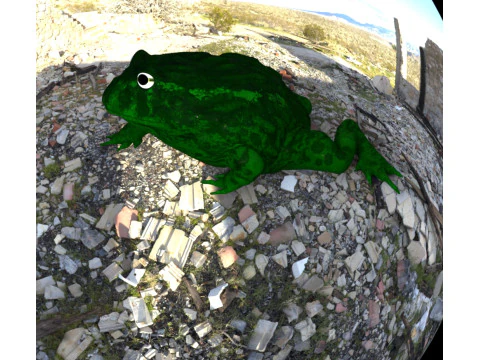 Frog nature amphibian 3D Model