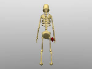 skeleton with 10 animation 3D Model