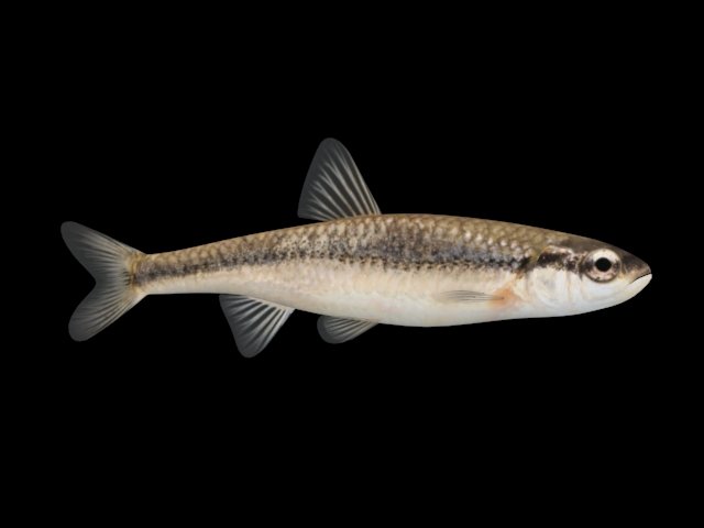 bluntnose minnow - freshwater fish 3D Model .c4d .max .obj .3ds .fbx .stl .blend 