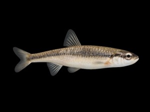 bluntnose minnow - freshwater fish 3D Model