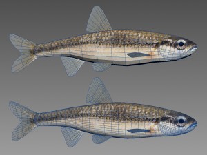 bluntnose minnow - freshwater fish 3D Model