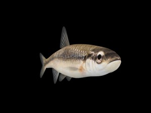 bluntnose minnow - freshwater fish 3D Model