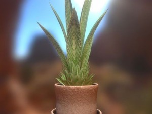 indoor pot plant 3D Model