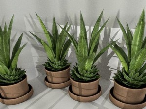 indoor pot plant Modello 3D