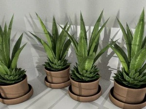 indoor pot plant 3D Model