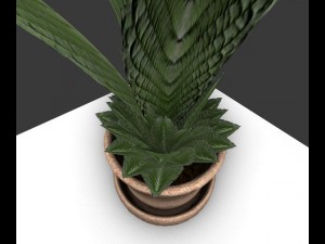indoor pot plant Modello 3D