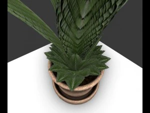 indoor pot plant 3D Model