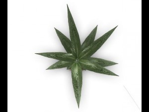 indoor pot plant Modello 3D