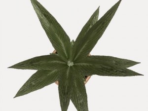 indoor pot plant Modello 3D