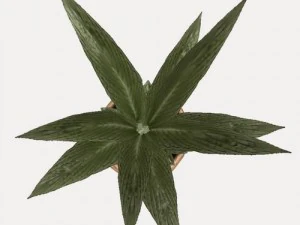 indoor pot plant 3D Model