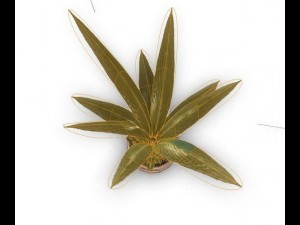 indoor pot plant Modello 3D