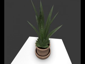 indoor pot plant Modello 3D