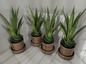 indoor pot plant 3D Model
