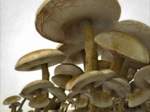 mushrooms Modello 3D