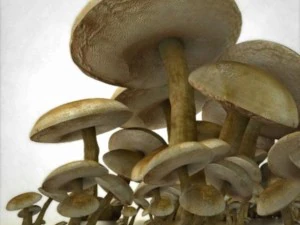 mushrooms 3D Model