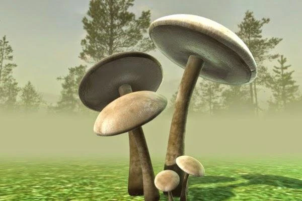 mushrooms 3D Model .c4d .max .obj .3ds .fbx .stl .blend 