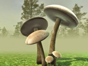 mushrooms 3D Model