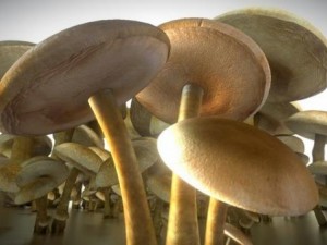 mushrooms Modello 3D
