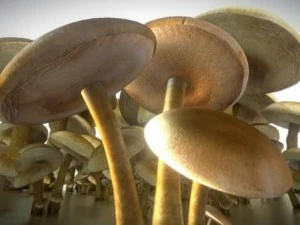 mushrooms 3D Model