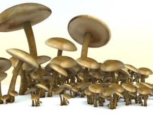 mushrooms Modello 3D