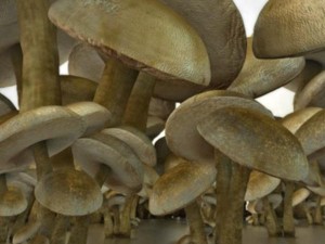 mushrooms Modello 3D