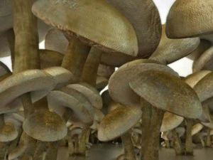 mushrooms 3D Model