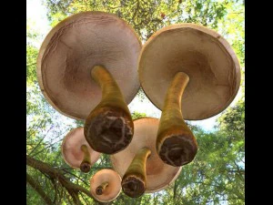 mushrooms 3D Model