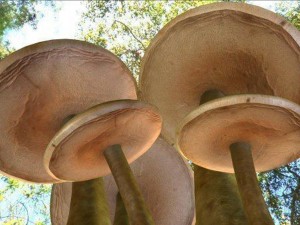 mushrooms Modello 3D