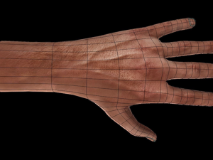 rigged hands Modello 3D
