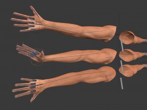 fps arms game ready 3D Model