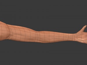 fps arms game ready 3D Model