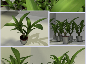 indoor pot plant 3D Model