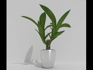 indoor pot plant 3D Model
