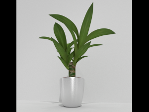 indoor pot plant 3D Model