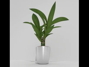 indoor pot plant 3D Model