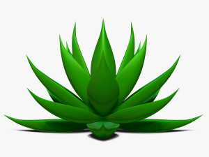 agave aloe Modello 3D