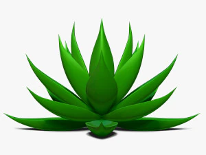 リュウゼツラン アロエ 3Dモデル