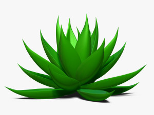 agave aloe Modello 3D