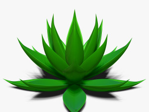agave aloe Modello 3D