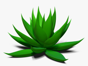 agave aloe Modello 3D