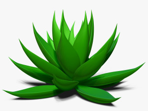 agave aloe Modello 3D