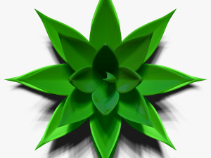 agave aloe Modello 3D